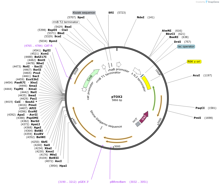 127447-plasmid-map-sequence-id-248507