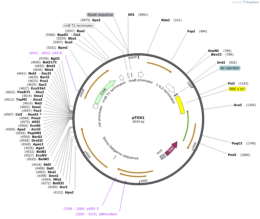 127446-plasmid-map-sequence-id-248508