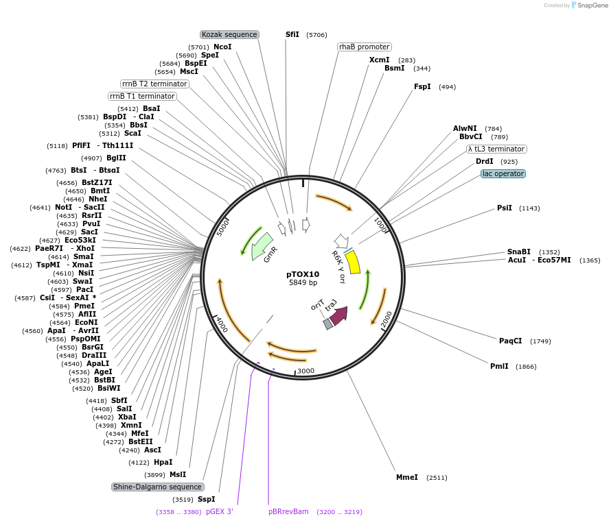 127455-plasmid-map-sequence-id-248509