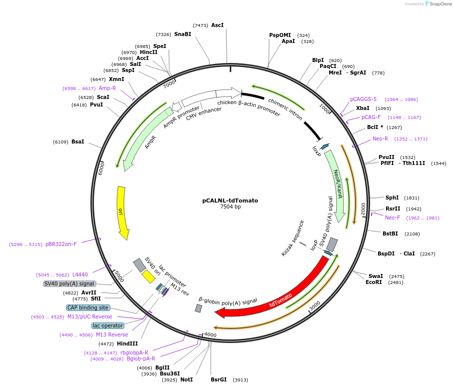 125573-plasmid-map-sequence-id-248510