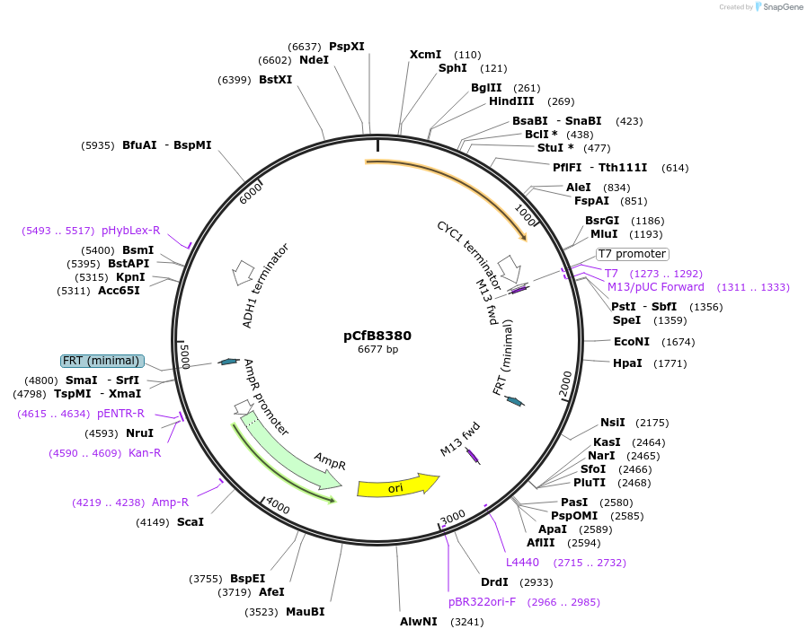 126914-plasmid-map-sequence-id-248511
