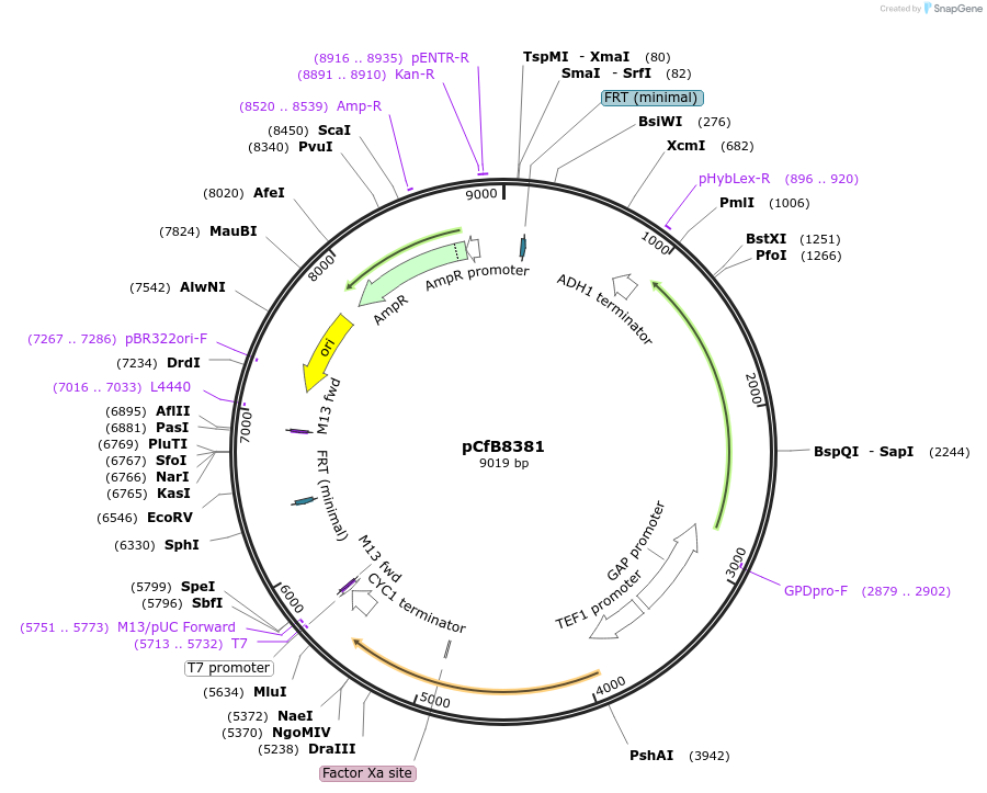 126915-plasmid-map-sequence-id-248513