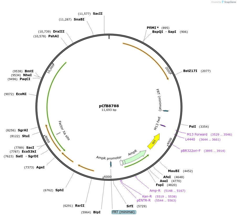126922-plasmid-map-sequence-id-248514