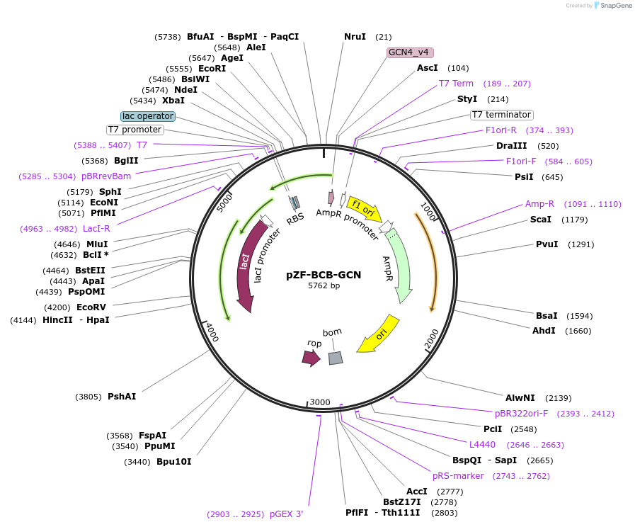 127476-plasmid-map-sequence-id-248524