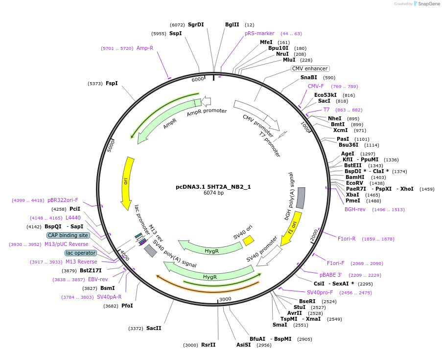 127690-plasmid-map-sequence-id-248526