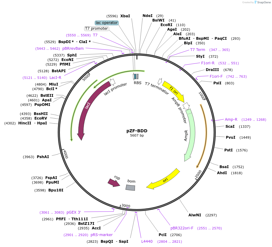 127474-plasmid-map-sequence-id-248527