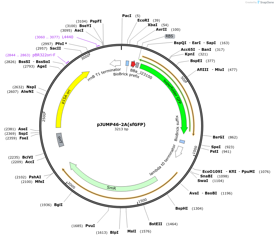 126990-plasmid-map-sequence-id-248529