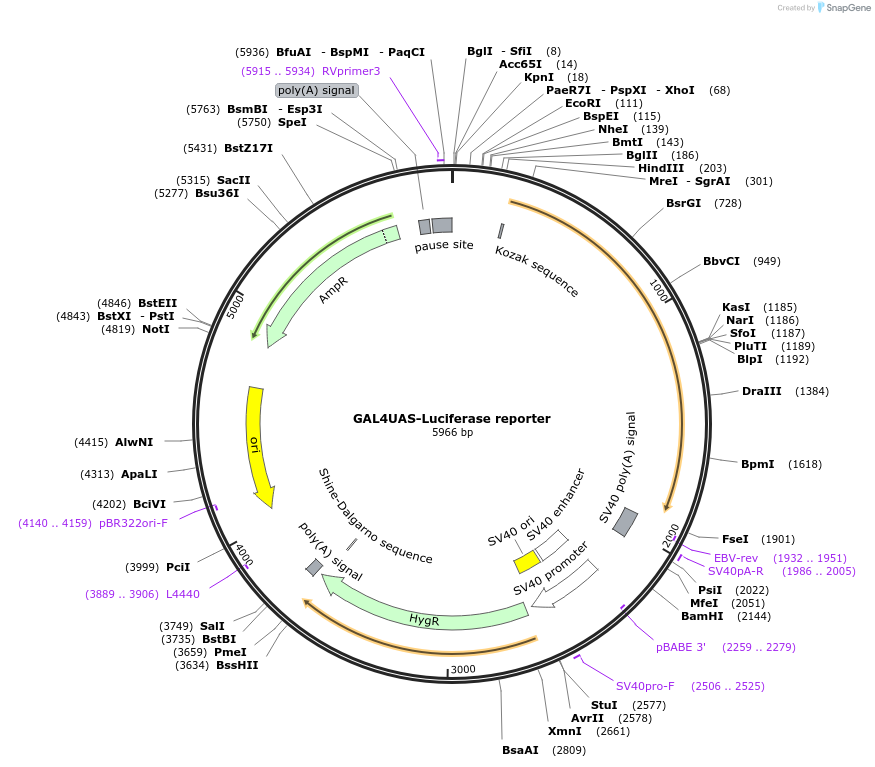 64125-plasmid-map-sequence-id-248531