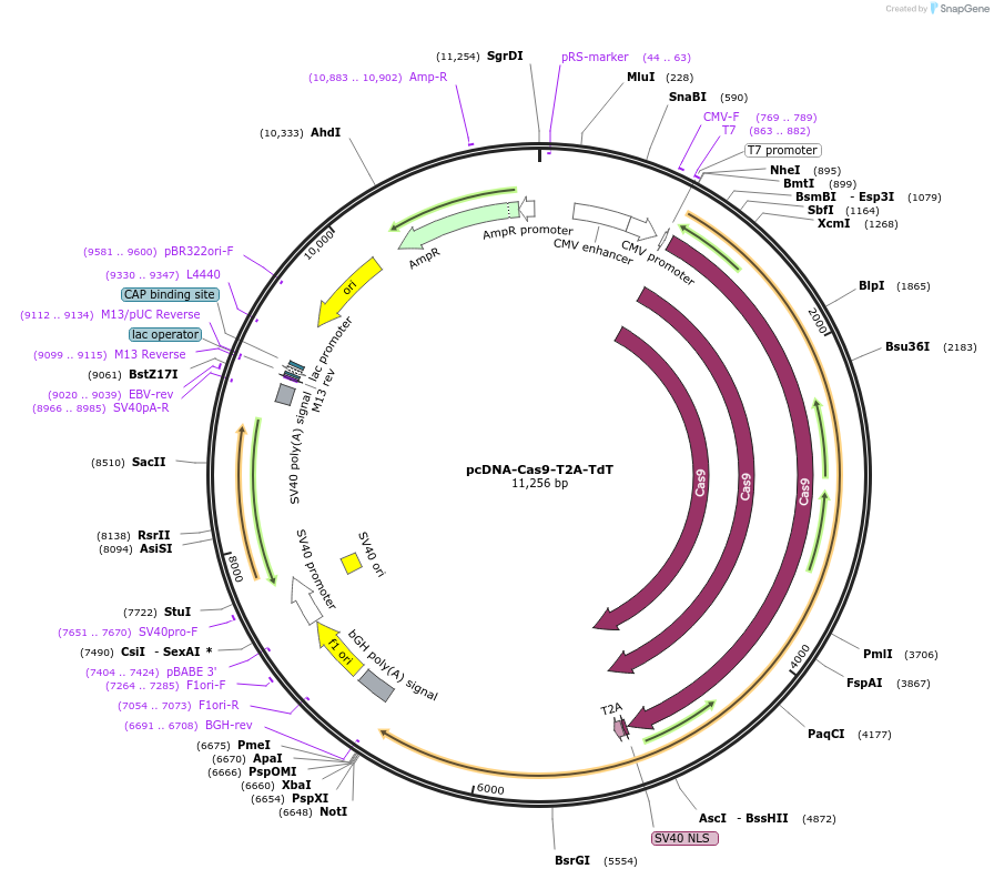 126424-plasmid-map-sequence-id-248550