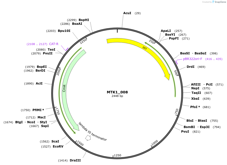 123671-plasmid-map-sequence-id-248555