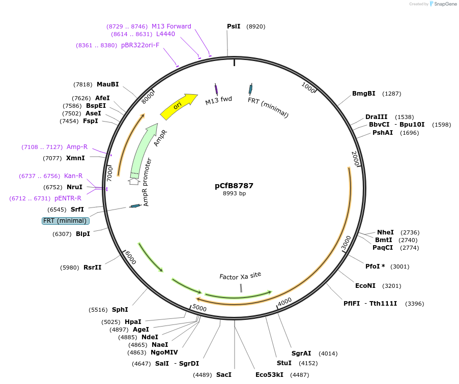 126921-plasmid-map-sequence-id-248556