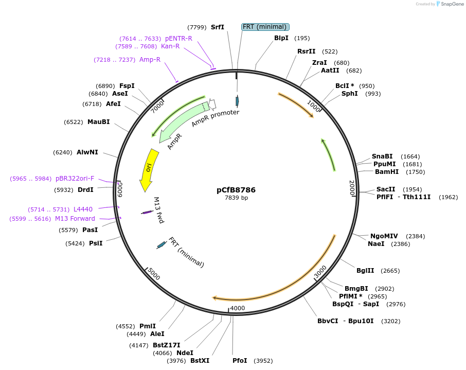 126920-plasmid-map-sequence-id-248557