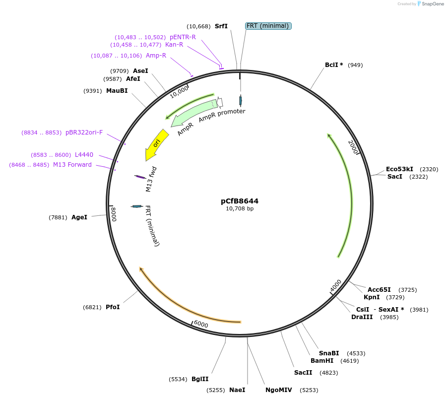 126919-plasmid-map-sequence-id-248558