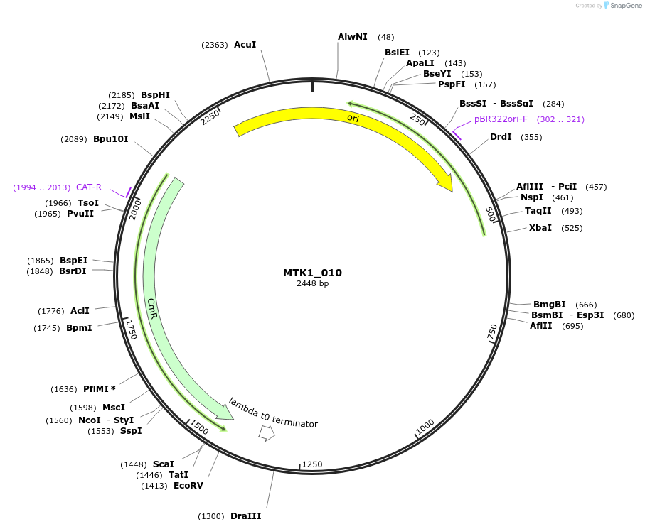 123673-plasmid-map-sequence-id-248561