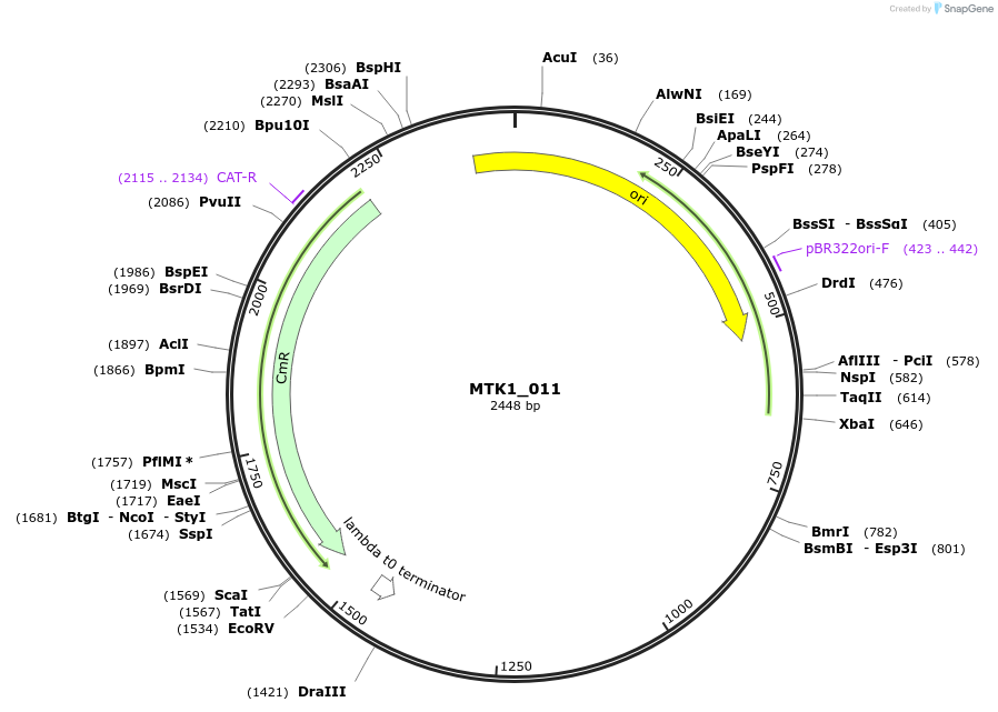 123674-plasmid-map-sequence-id-248565