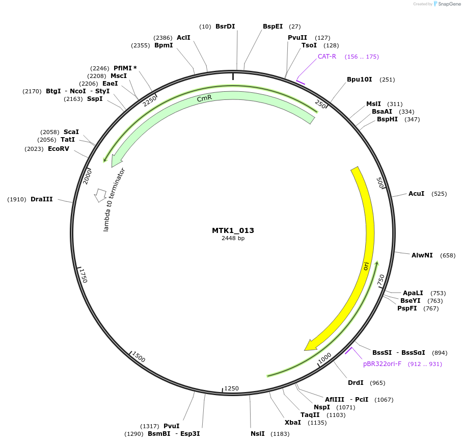 123676-plasmid-map-sequence-id-248567