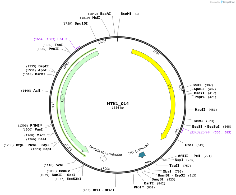 123677-plasmid-map-sequence-id-248568
