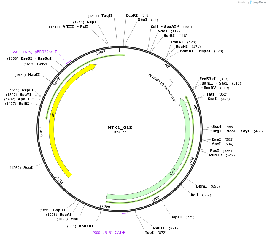 123681-plasmid-map-sequence-id-248573