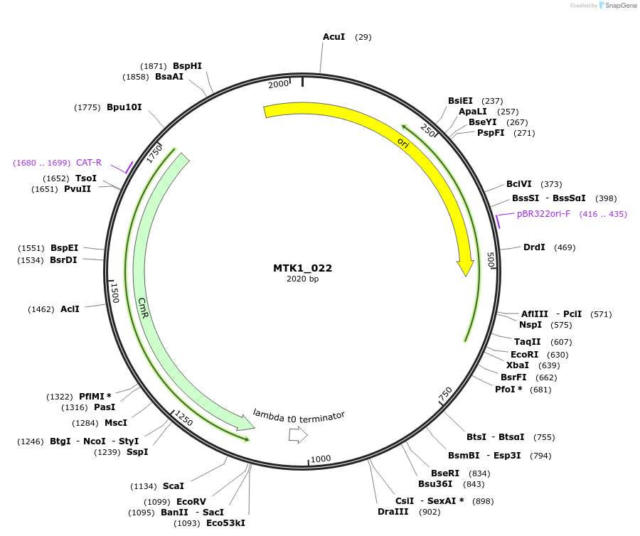 123684-plasmid-map-sequence-id-248582