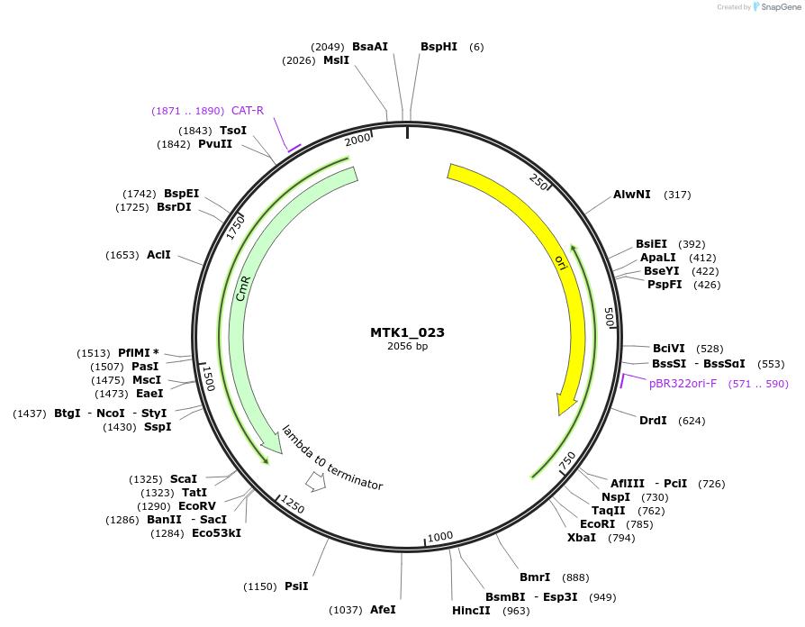 123685-plasmid-map-sequence-id-248583