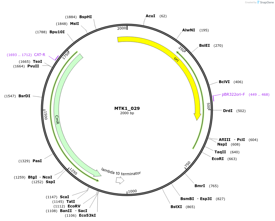 123691-plasmid-map-sequence-id-248591