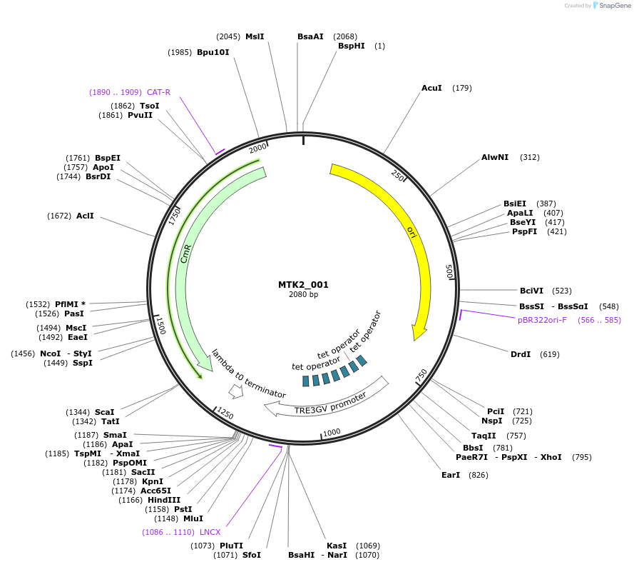 123697-plasmid-map-sequence-id-248597