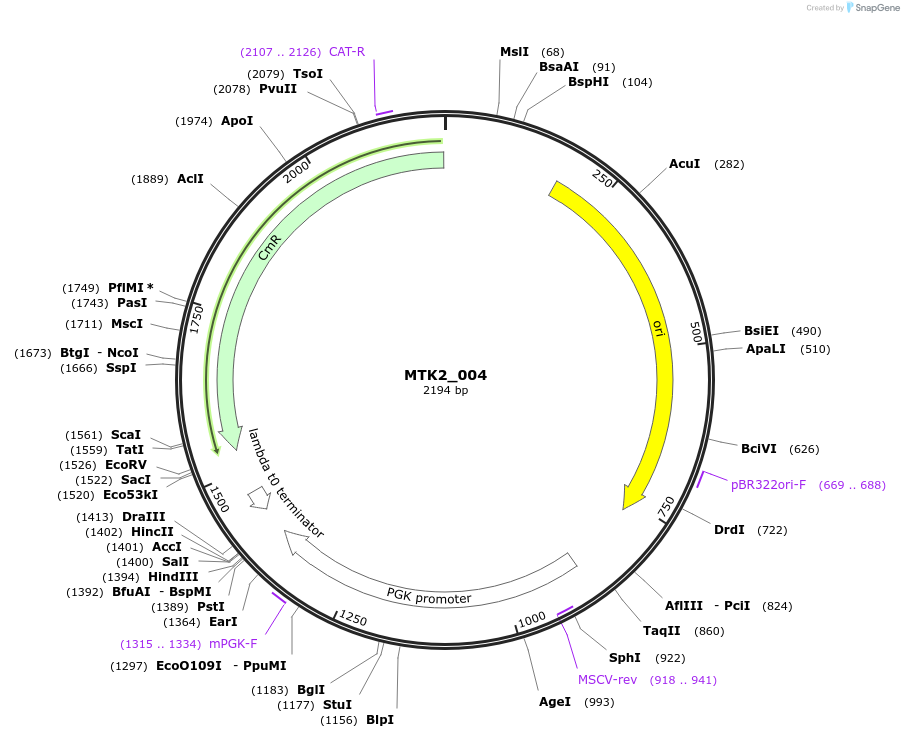 123699-plasmid-map-sequence-id-248601