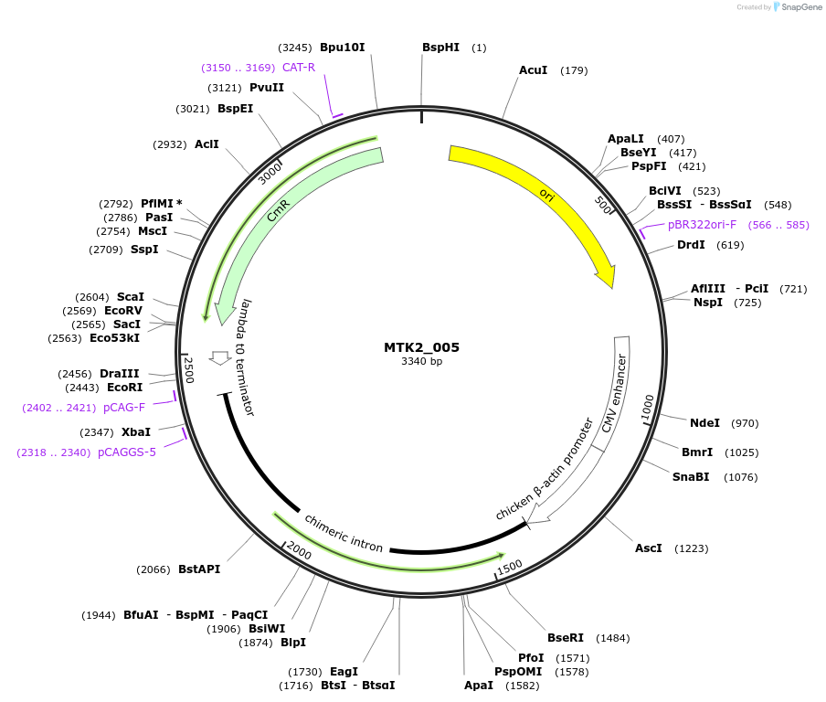 123700-plasmid-map-sequence-id-248603