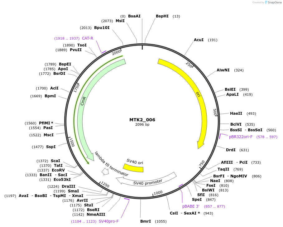 123701-plasmid-map-sequence-id-248604