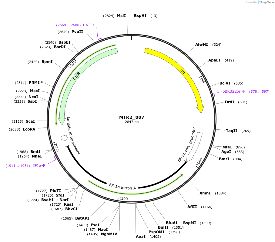 123702-plasmid-map-sequence-id-248606
