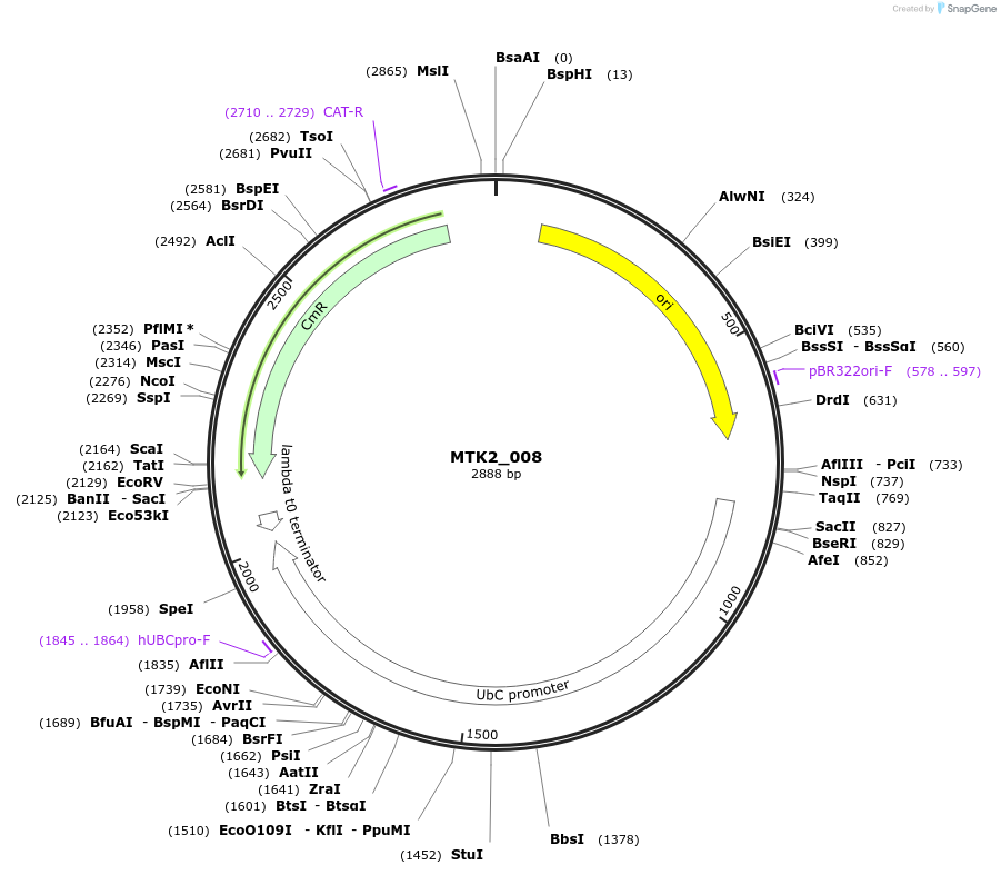 123703-plasmid-map-sequence-id-248607