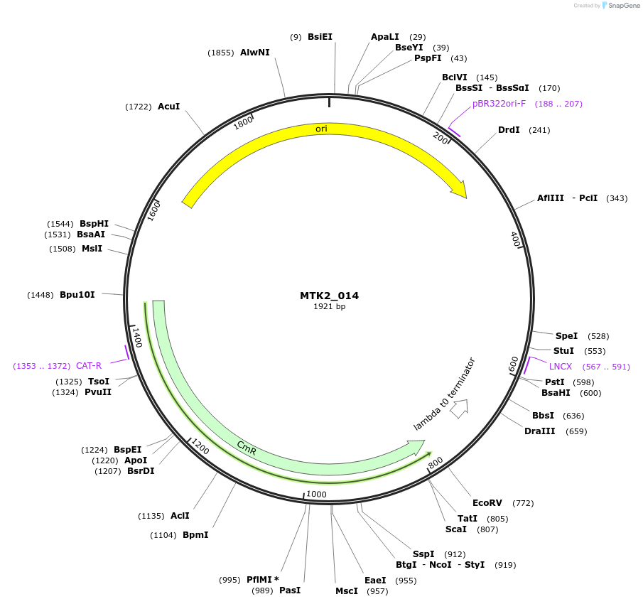 123706-plasmid-map-sequence-id-248611