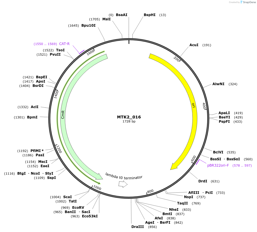 123708-plasmid-map-sequence-id-248614
