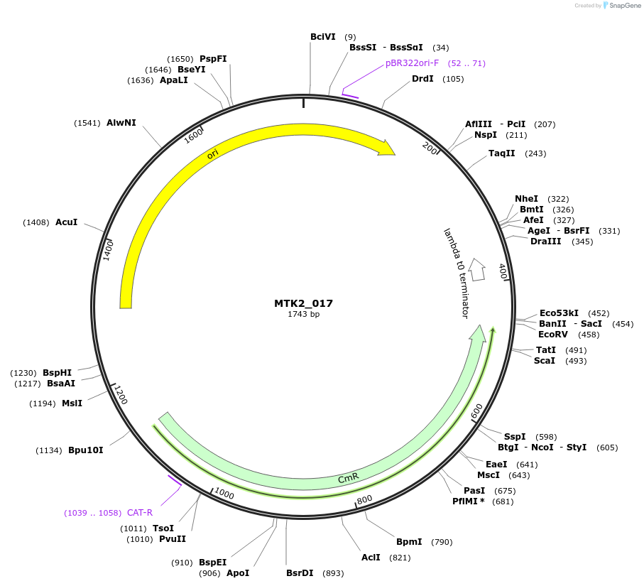 123709-plasmid-map-sequence-id-248615