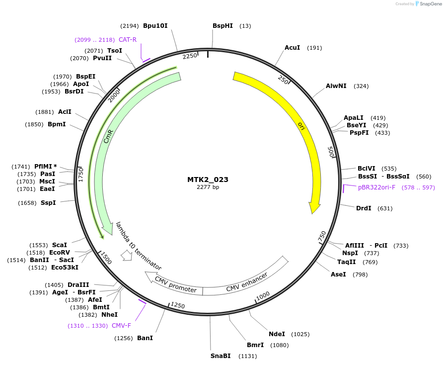 123715-plasmid-map-sequence-id-248646