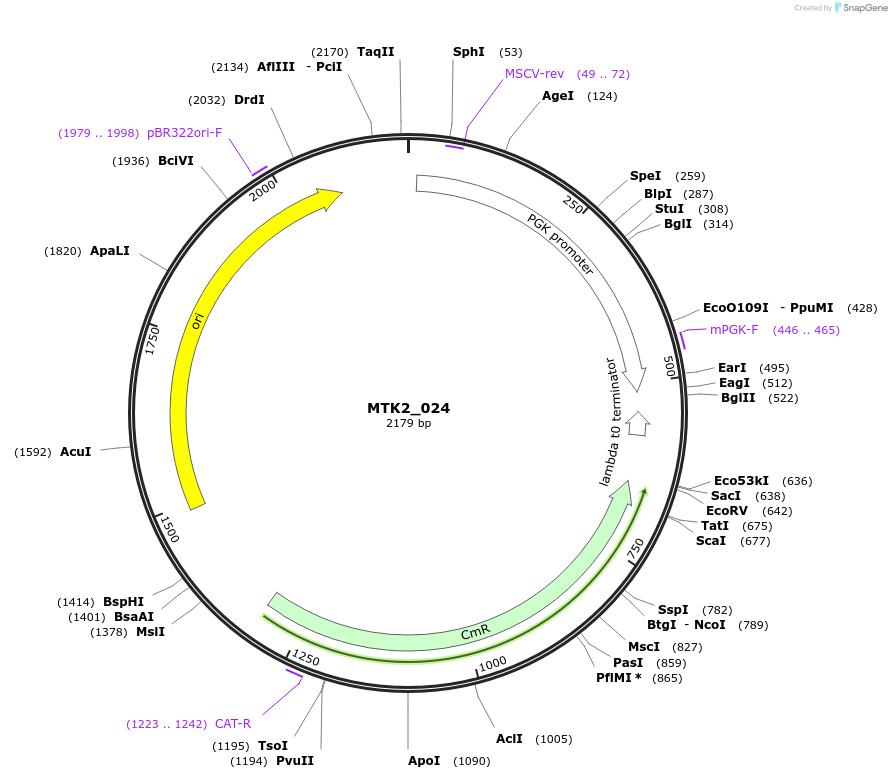 123716-plasmid-map-sequence-id-248647