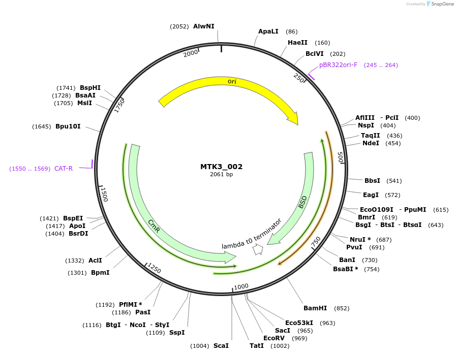 123719-plasmid-map-sequence-id-248651
