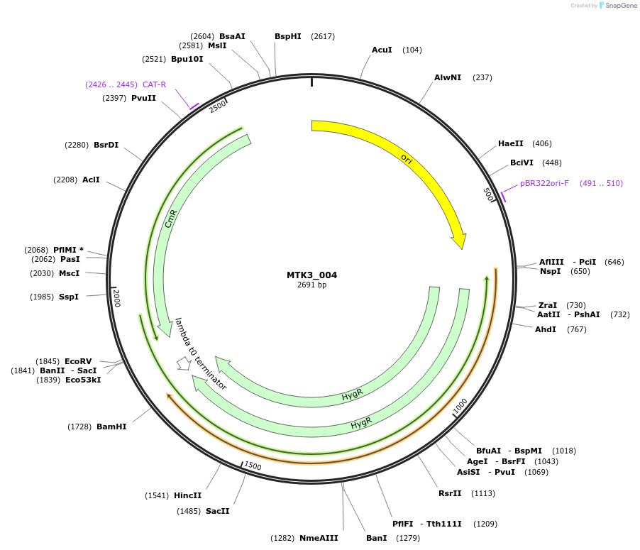 123720-plasmid-map-sequence-id-248652