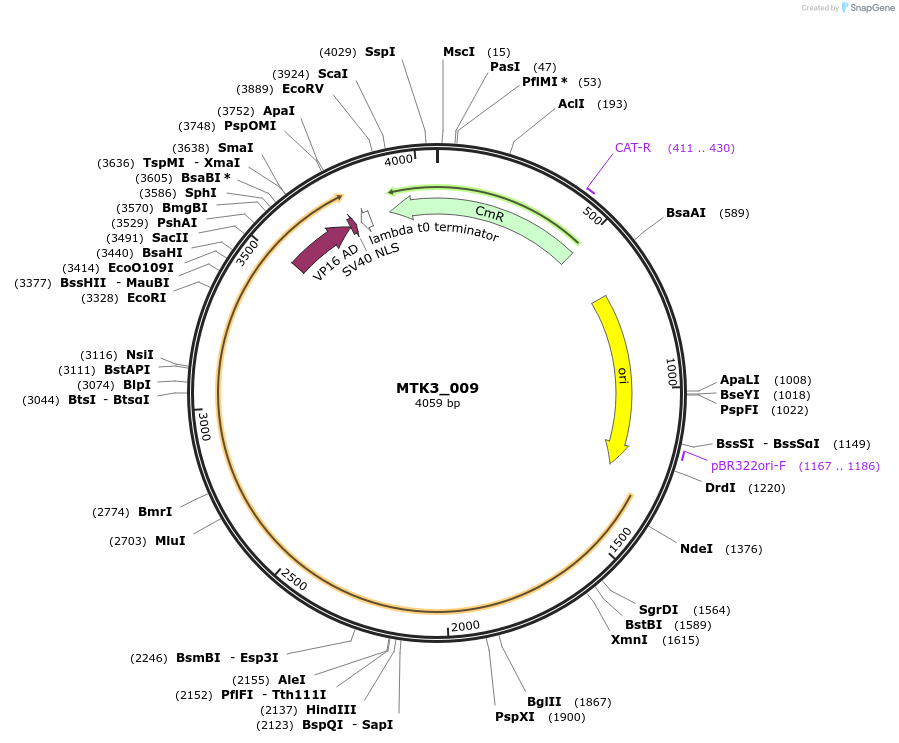 123724-plasmid-map-sequence-id-248657