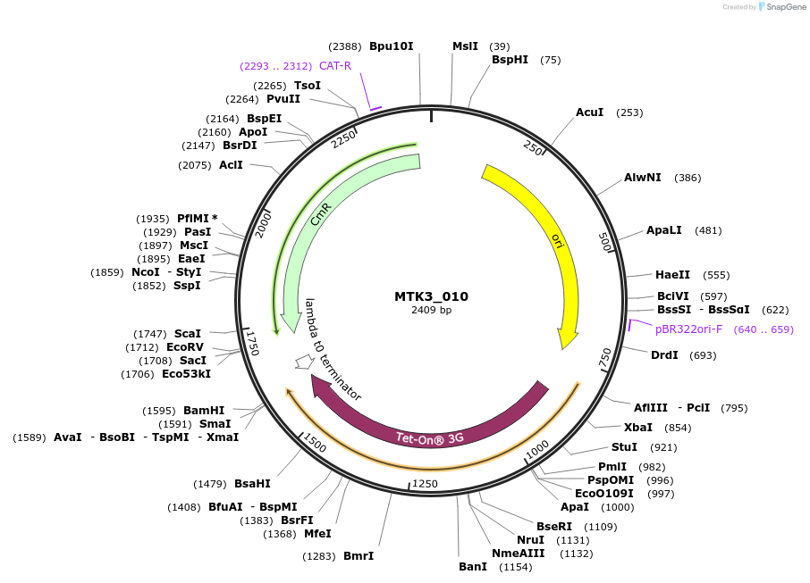 123725-plasmid-map-sequence-id-248658