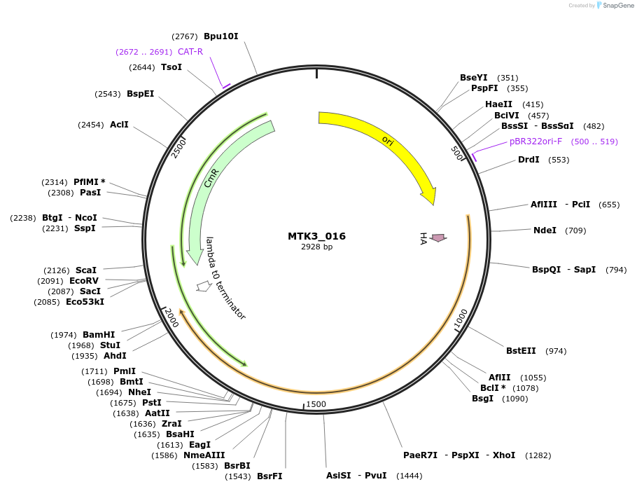123731-plasmid-map-sequence-id-248664