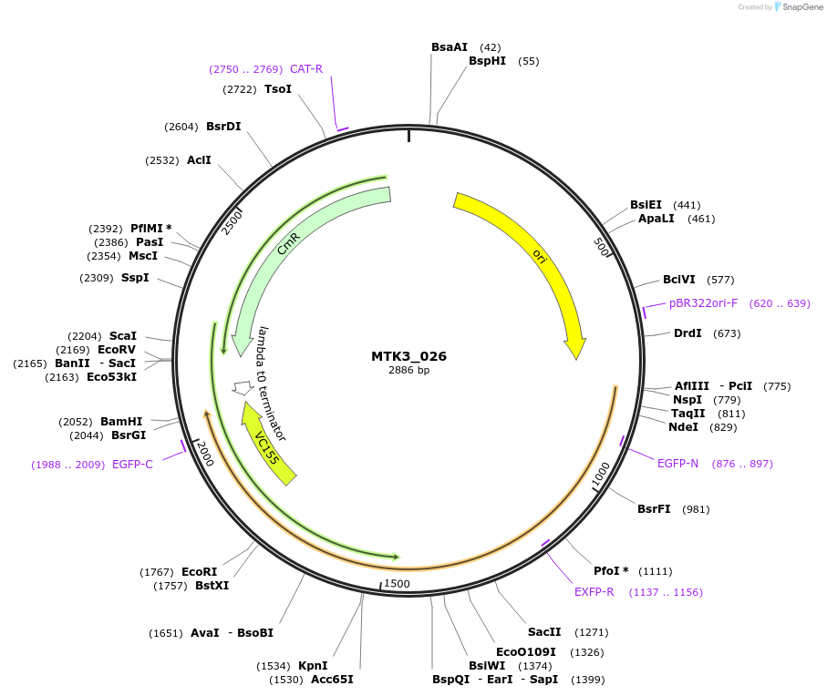 123741-plasmid-map-sequence-id-248674