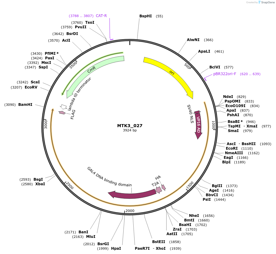123742-plasmid-map-sequence-id-248680