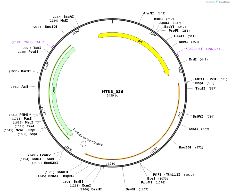 123750-plasmid-map-sequence-id-248699