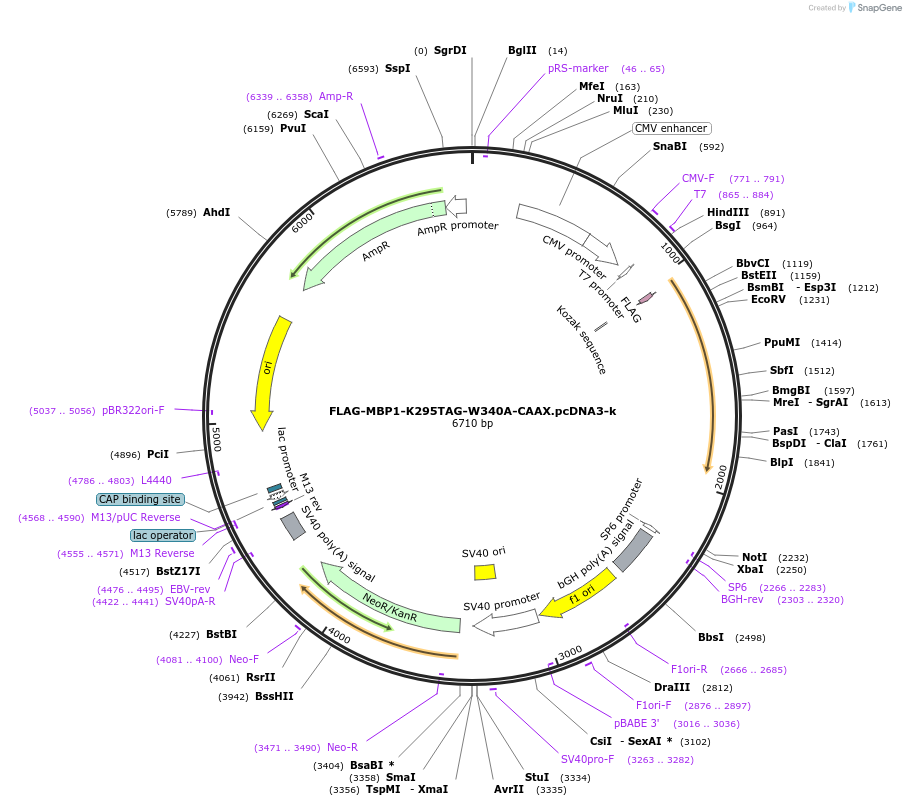 127399-plasmid-map-sequence-id-248700