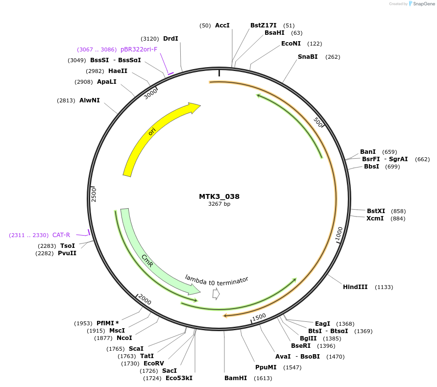 123752-plasmid-map-sequence-id-248704
