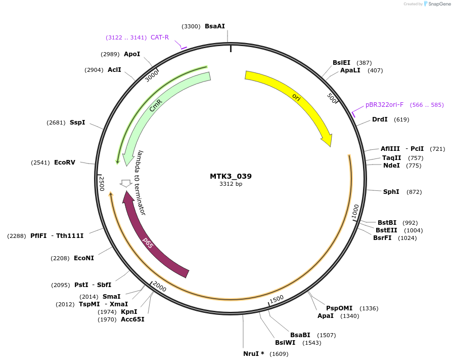 123753-plasmid-map-sequence-id-248707