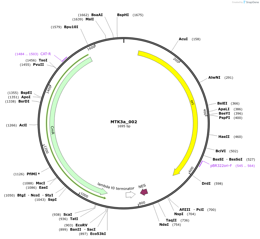 123755-plasmid-map-sequence-id-248714