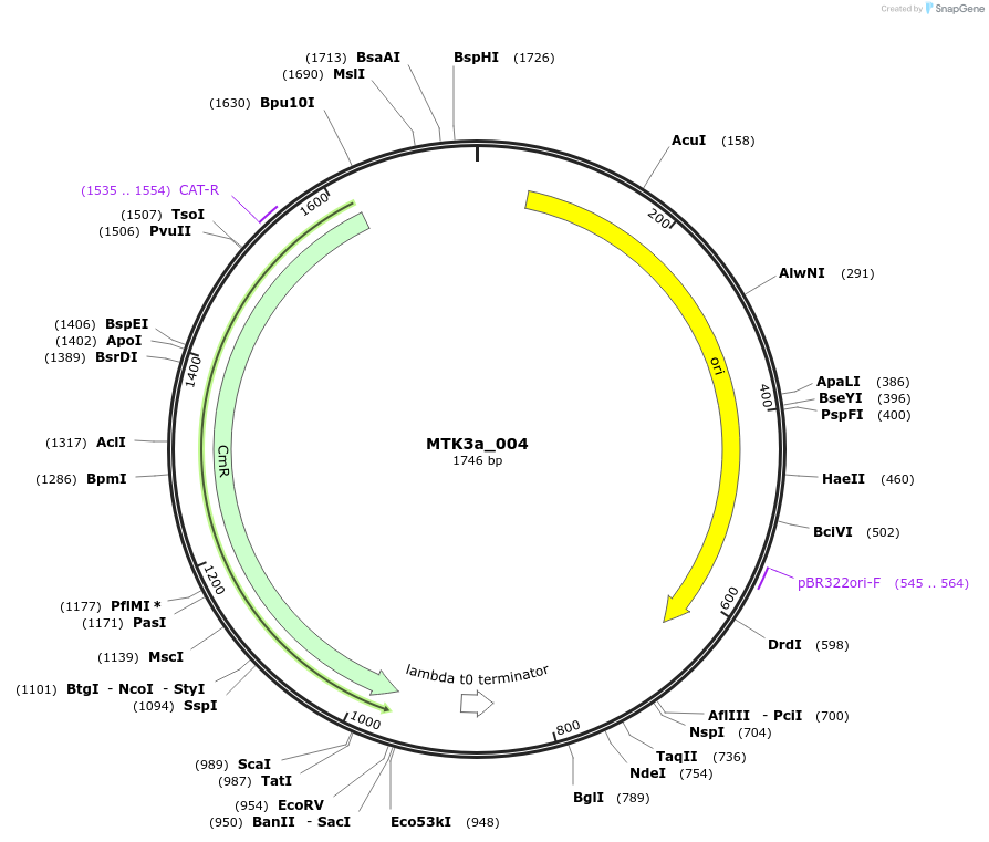 123757-plasmid-map-sequence-id-248716