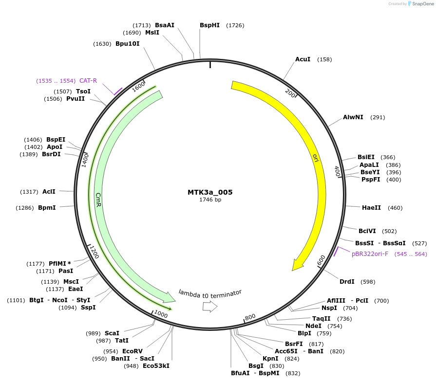 123758-plasmid-map-sequence-id-248717